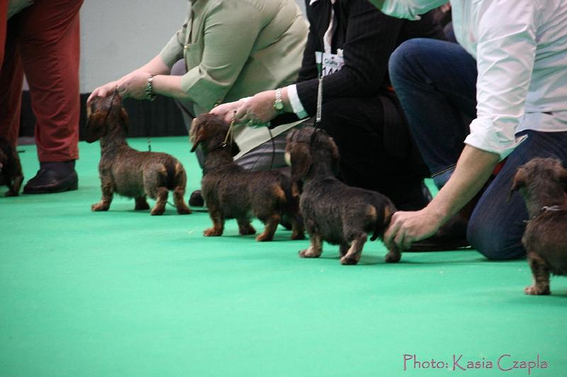 Crufts2011_2 1252.jpg